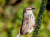 frieda 174  Karoo Prinia - Frieda Prinsloo 2013 : frieda
